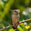 hummingbird２