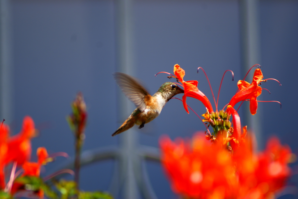 hummingbird１