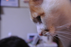 ネコ