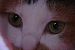 ネコ
