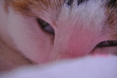ネコ