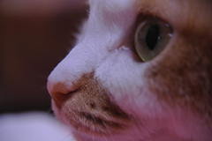 ネコ