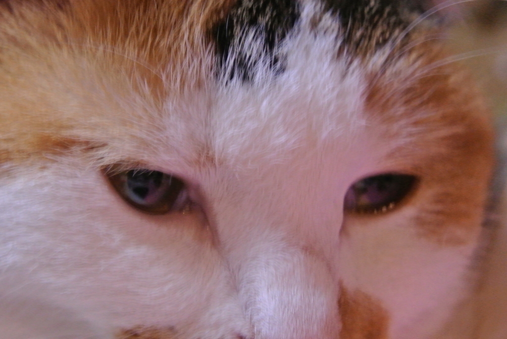 ネコ