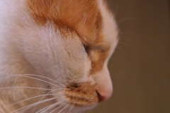ネコ