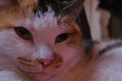 ネコ