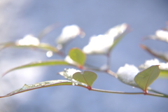 雪