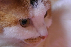 ネコ