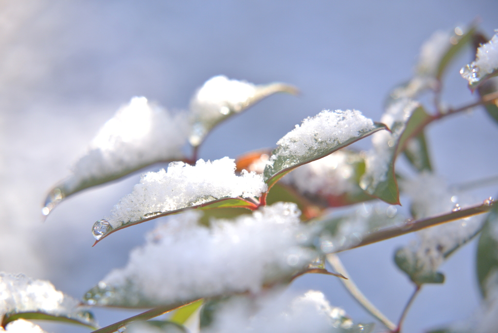 雪