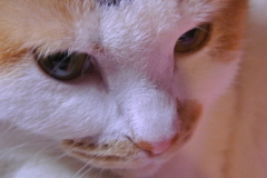 ネコ