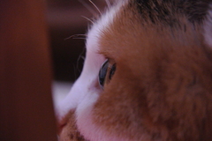 ねこ