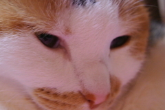 ネコ