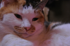 ネコ