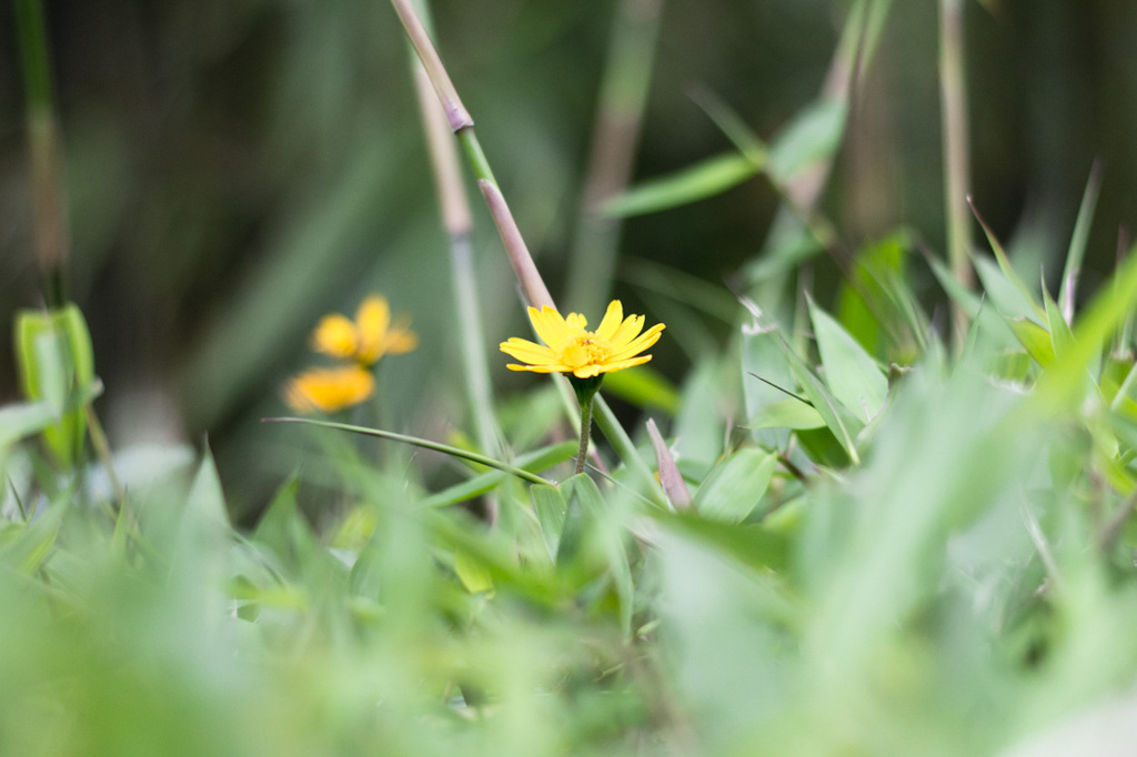 黃花