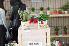 植物