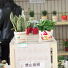 植物