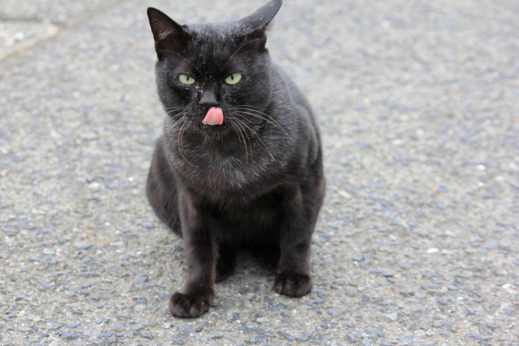 のらにゃんこ