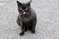 のらにゃんこ