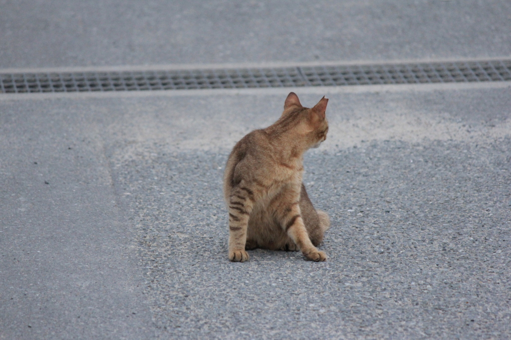 にゃんこ