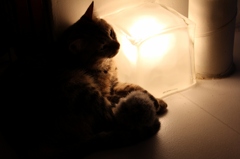 カフェ猫