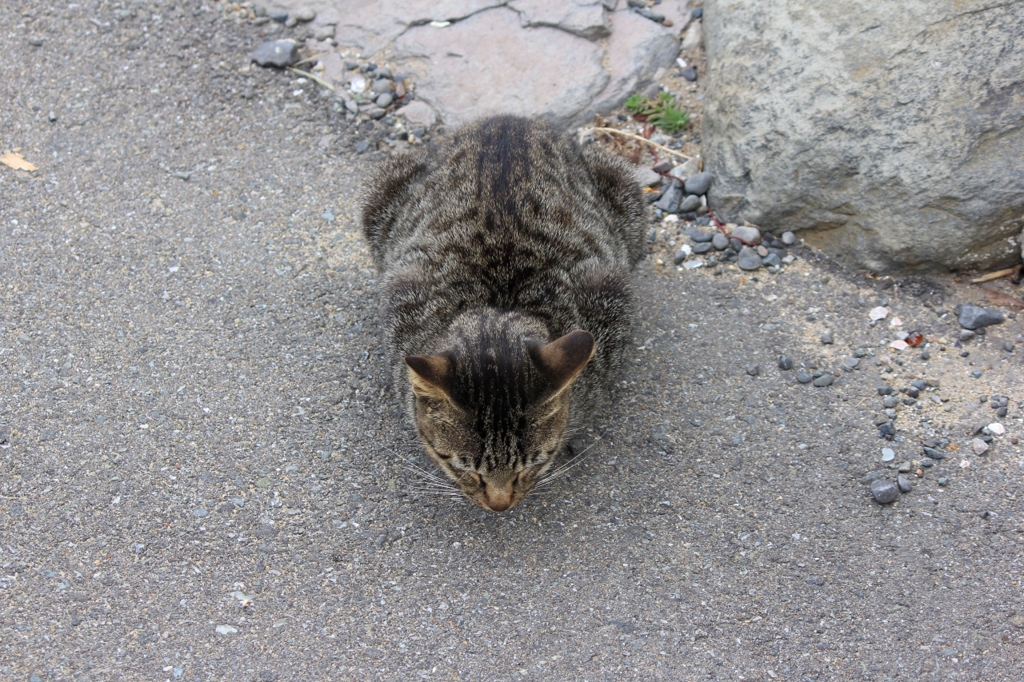 のらにゃんこ