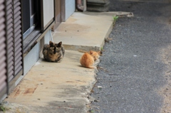 のらにゃんこ