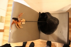 カフェ猫
