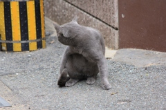 のらにゃんこ