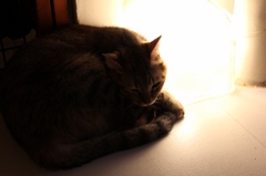 カフェ猫