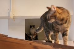 カフェ猫