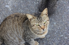 のらにゃんこ