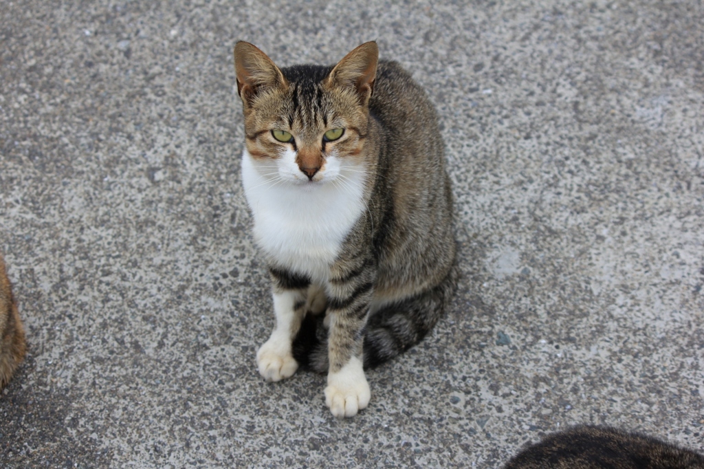 のらにゃんこ