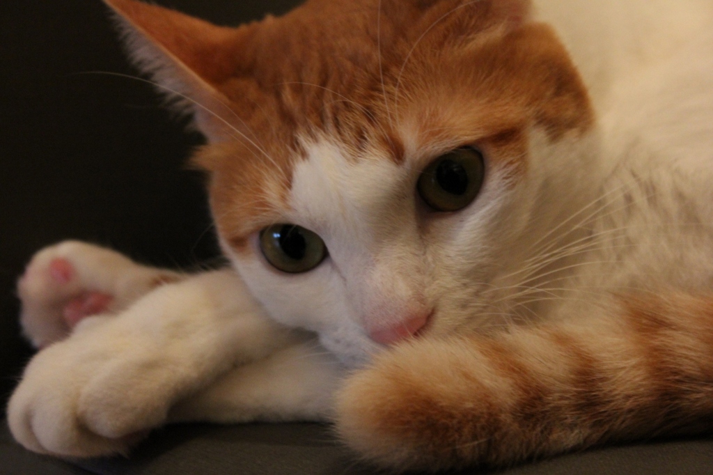 カフェ猫