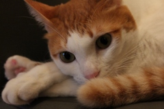 カフェ猫