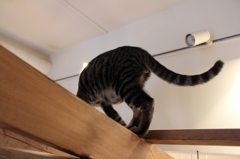 カフェ猫
