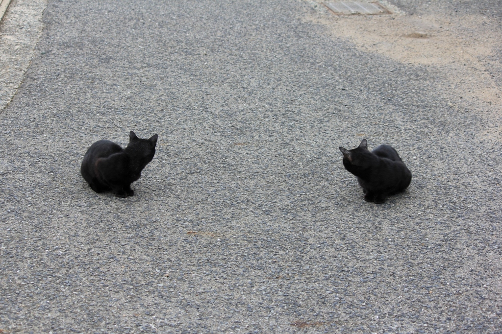 のらにゃんこ