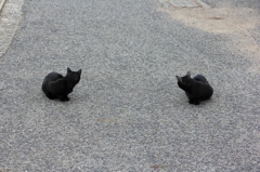 のらにゃんこ