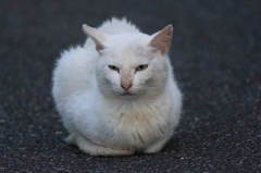 のらにゃんこさん
