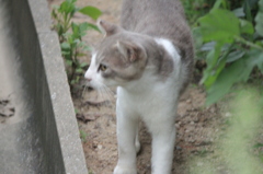 のらにゃんこさん