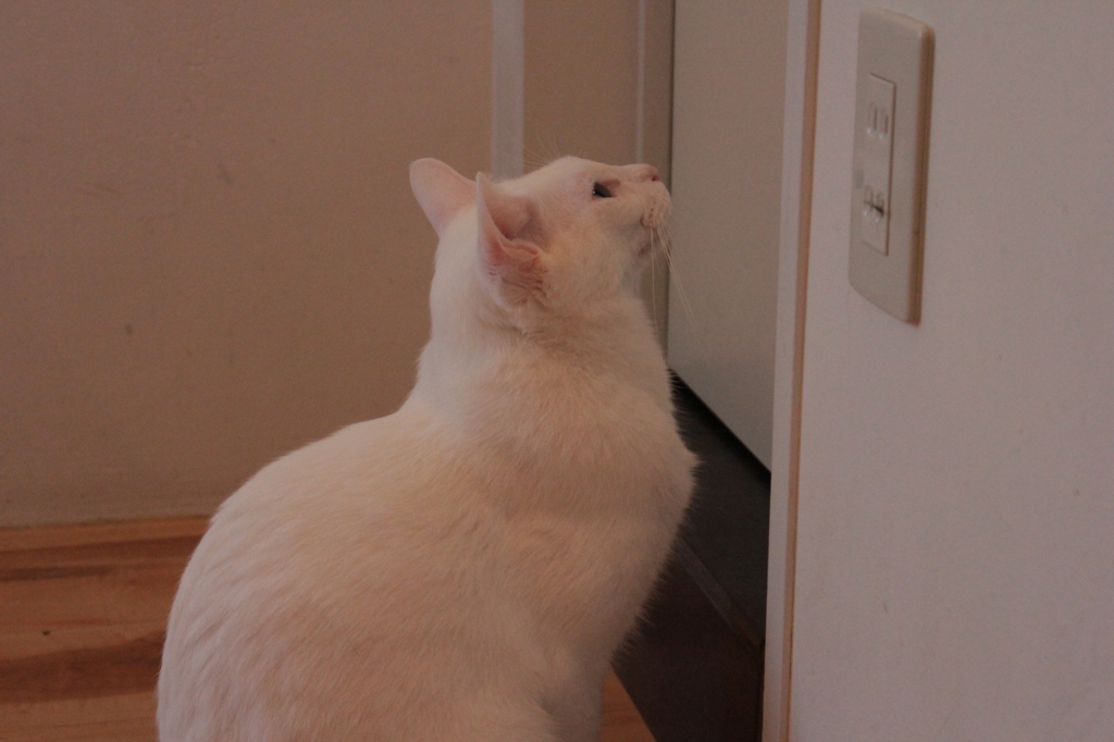 カフェ猫