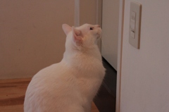 カフェ猫
