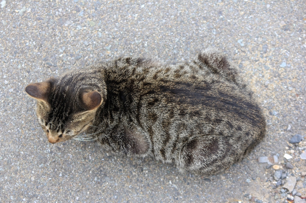 のらにゃんこ