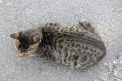 のらにゃんこ
