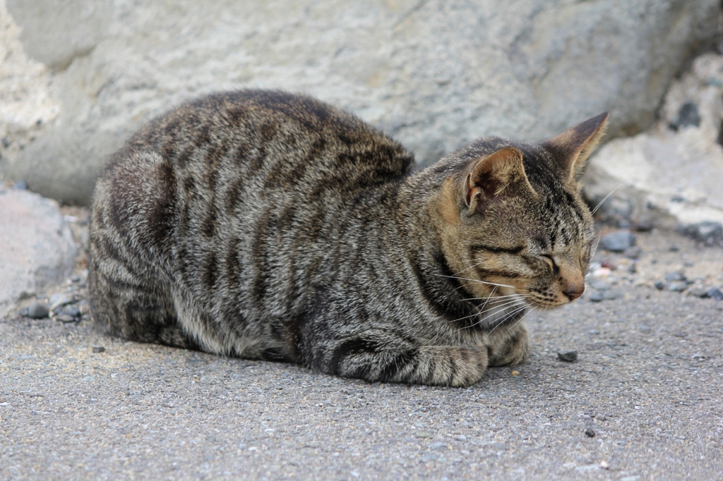 のらにゃんこ