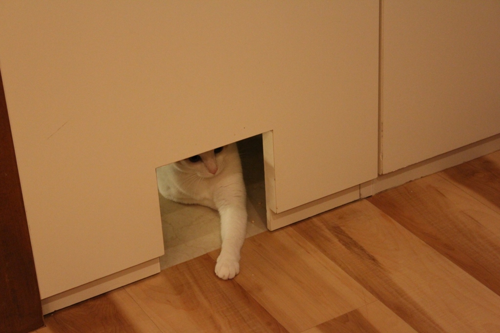 カフェ猫