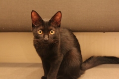 カフェ猫