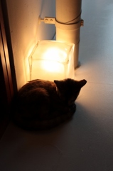 カフェ猫