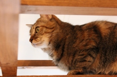 カフェ猫