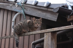 温泉街のにゃんこさん