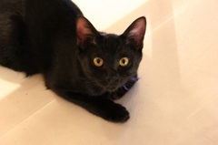 カフェ猫