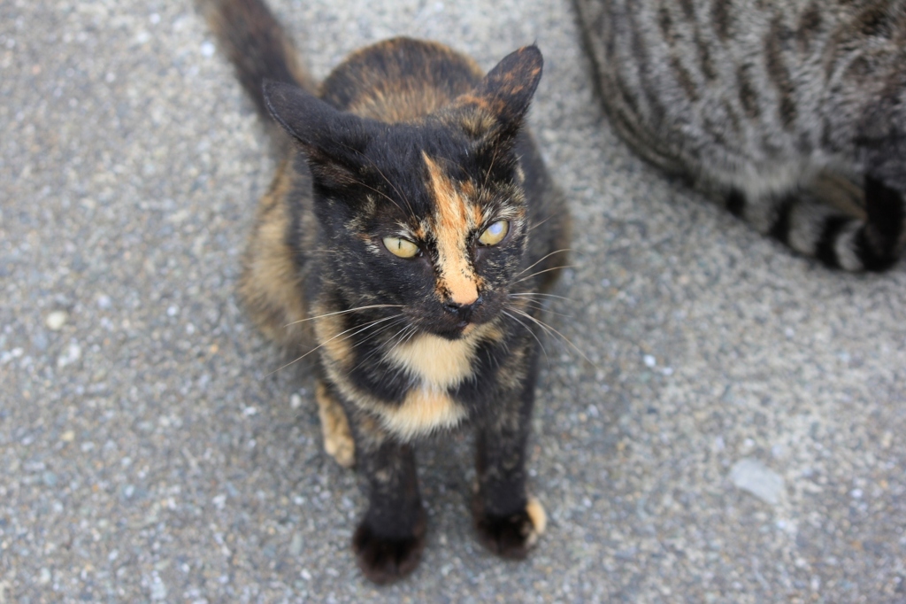 のらにゃんこ